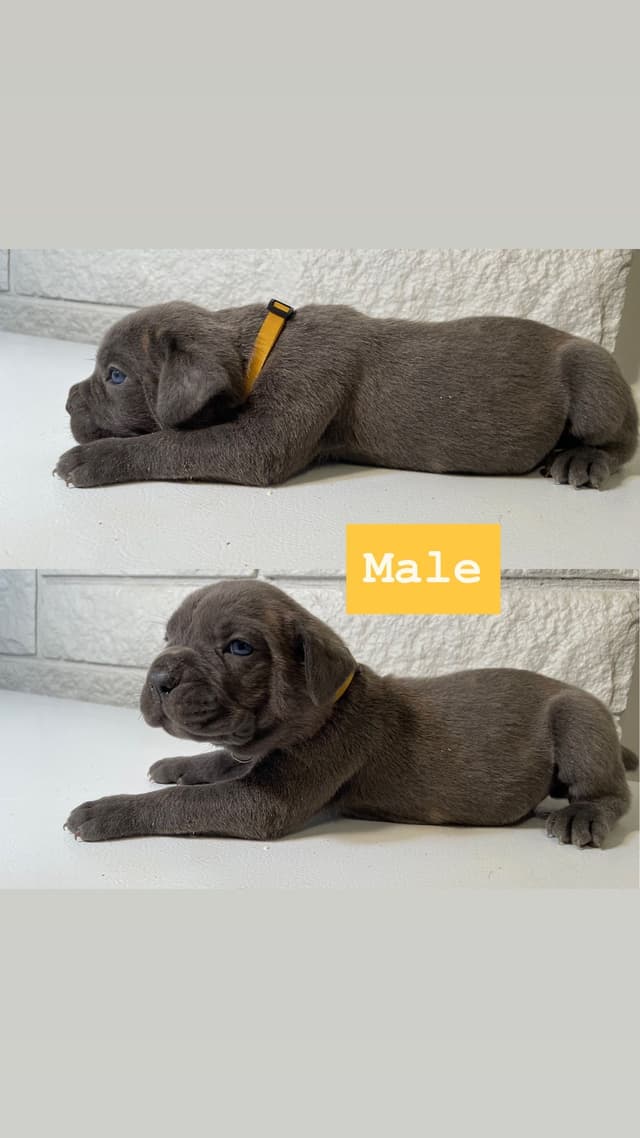 Cane Corso Puppies media 7