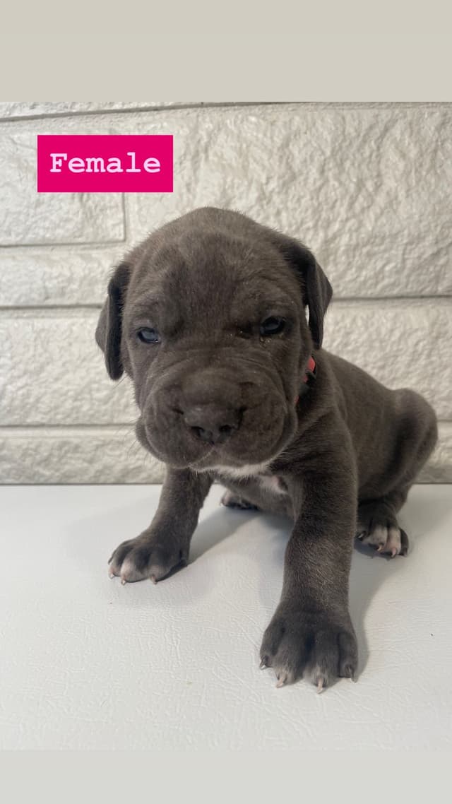 Cane Corso Puppies media 8