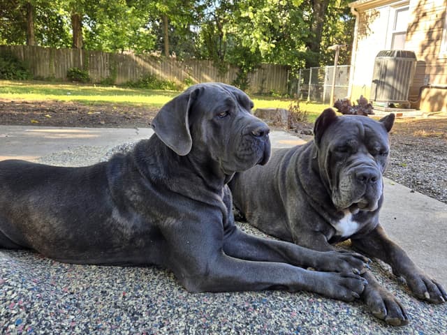 Cane Corso Puppies media 10