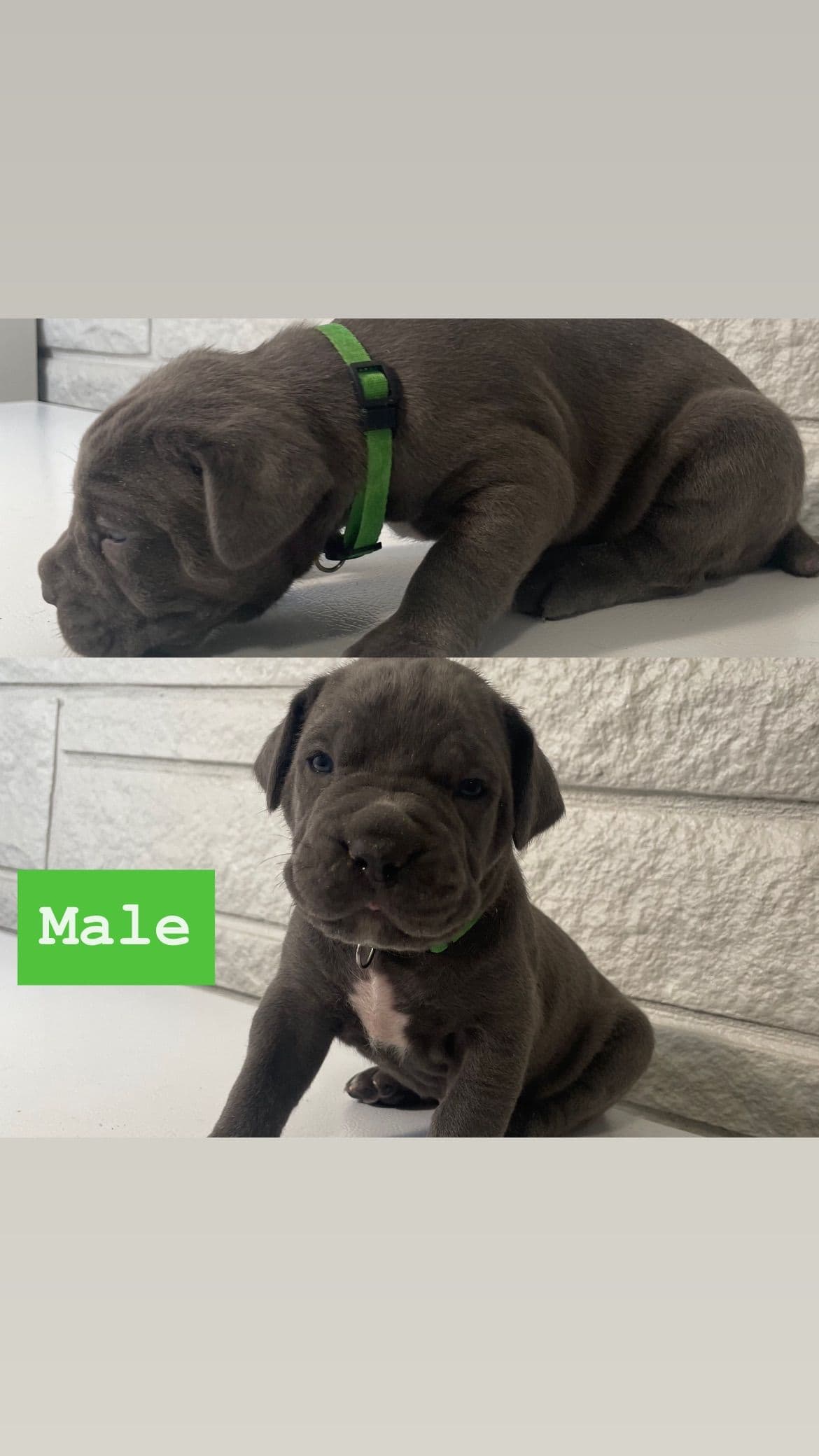 Cane Corso Puppies breeder image 4