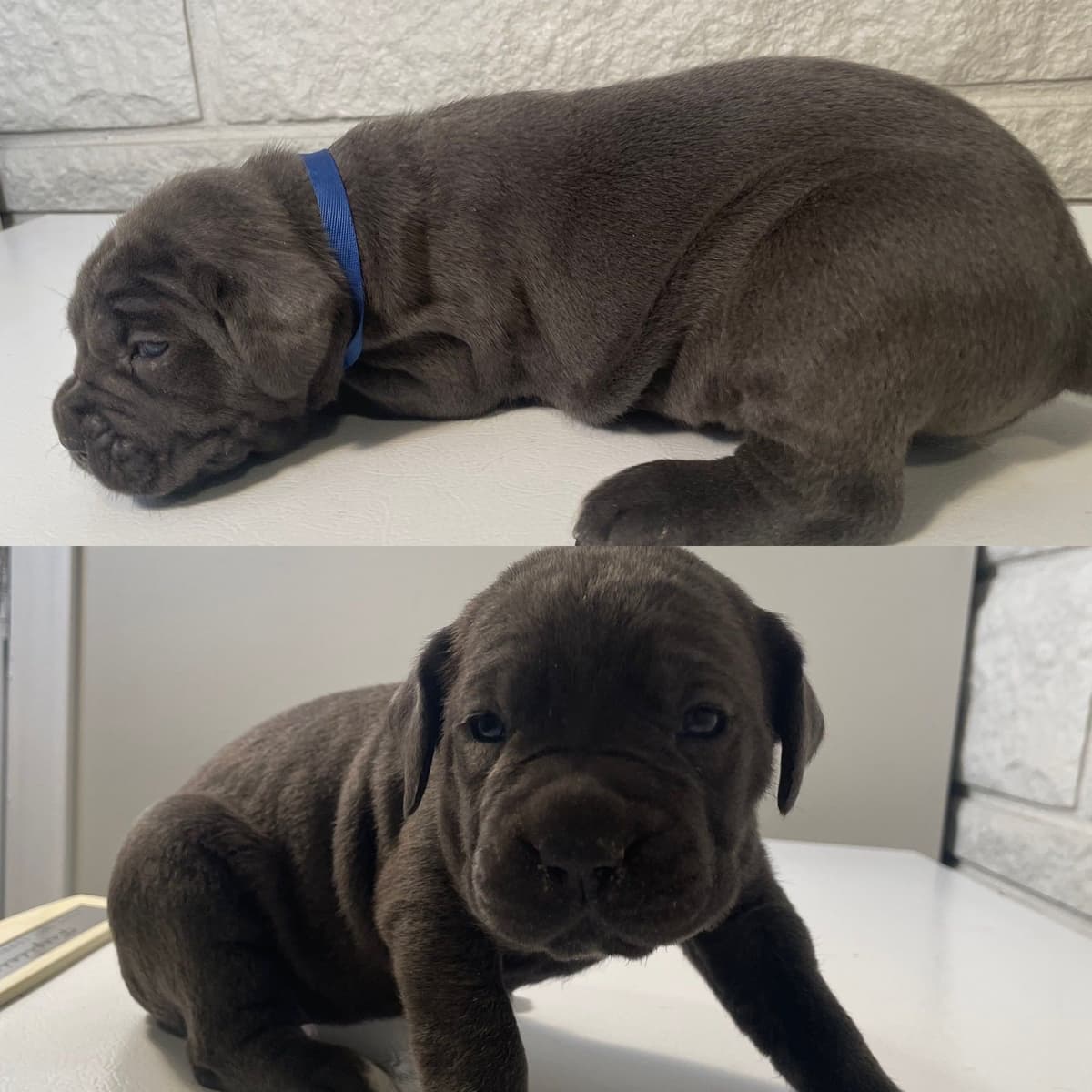 Cane Corso Puppies breeder image 5
