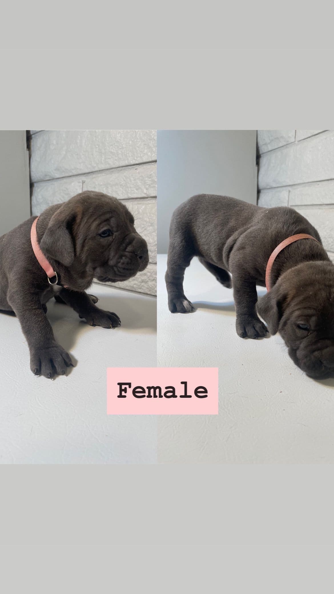 Cane Corso Puppies breeder image 7