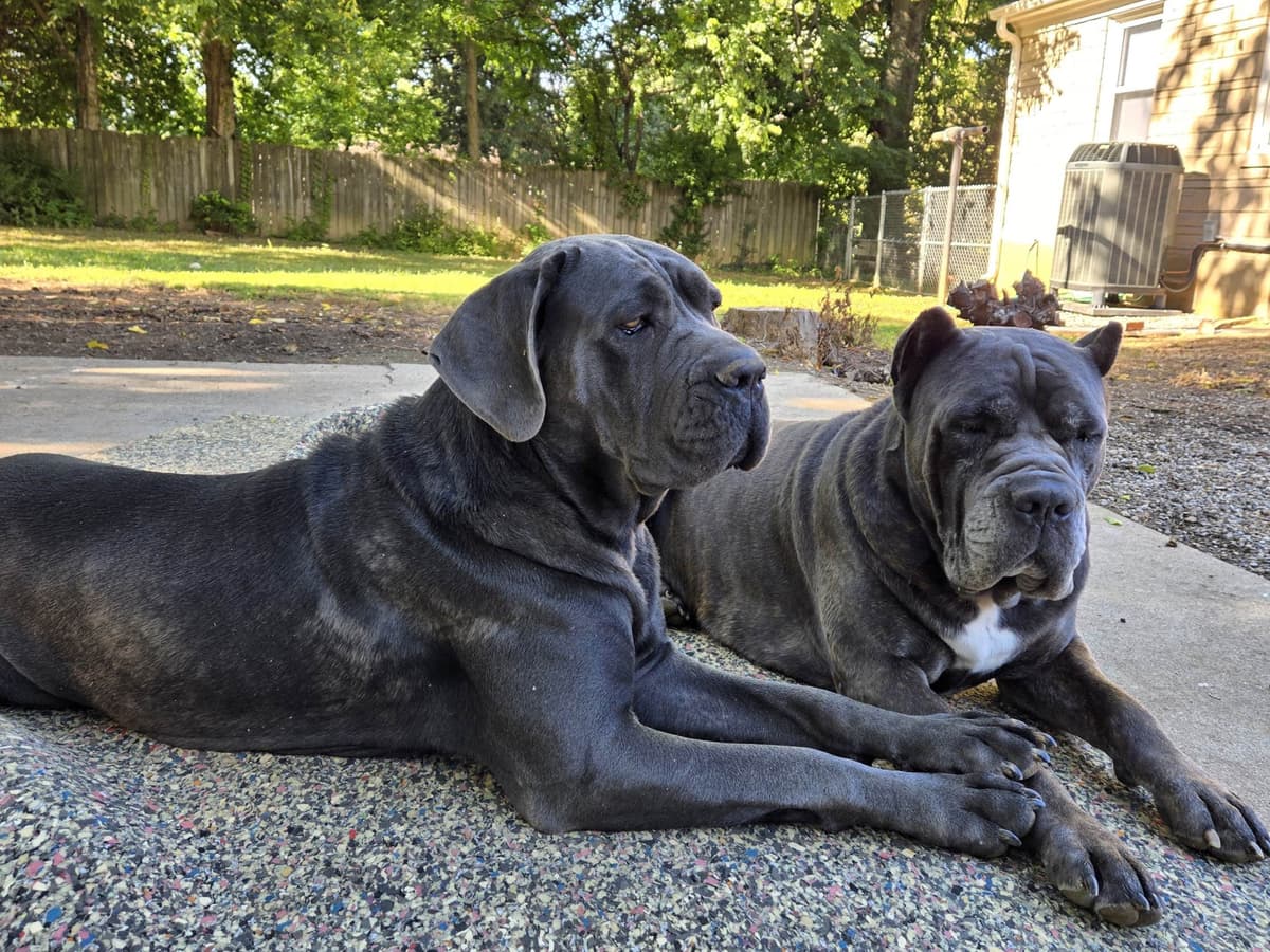Cane Corso Puppies breeder image 3