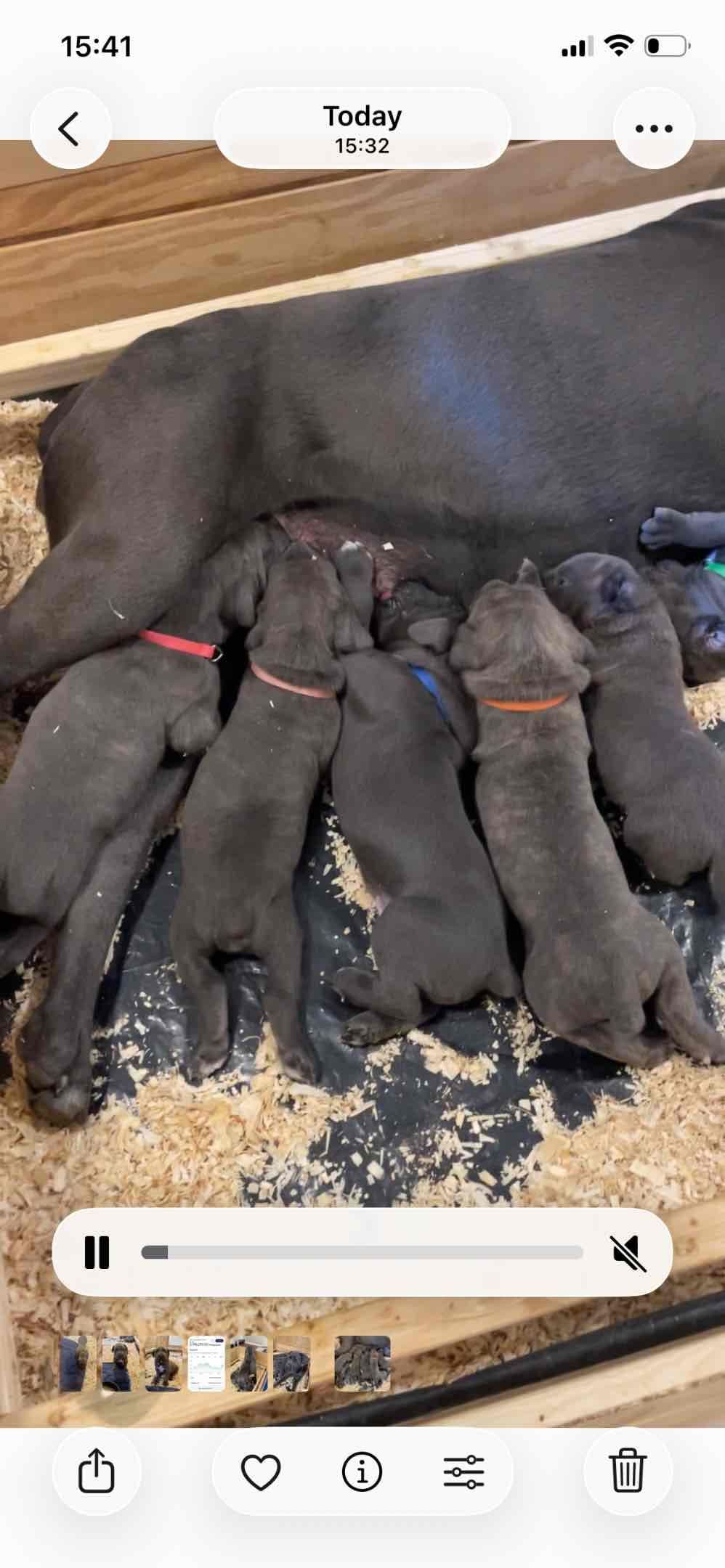 Cane Corso Puppies breeder image 9