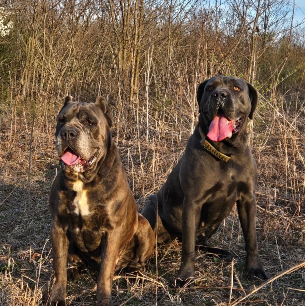 Cane Corso Puppies breeder image 1