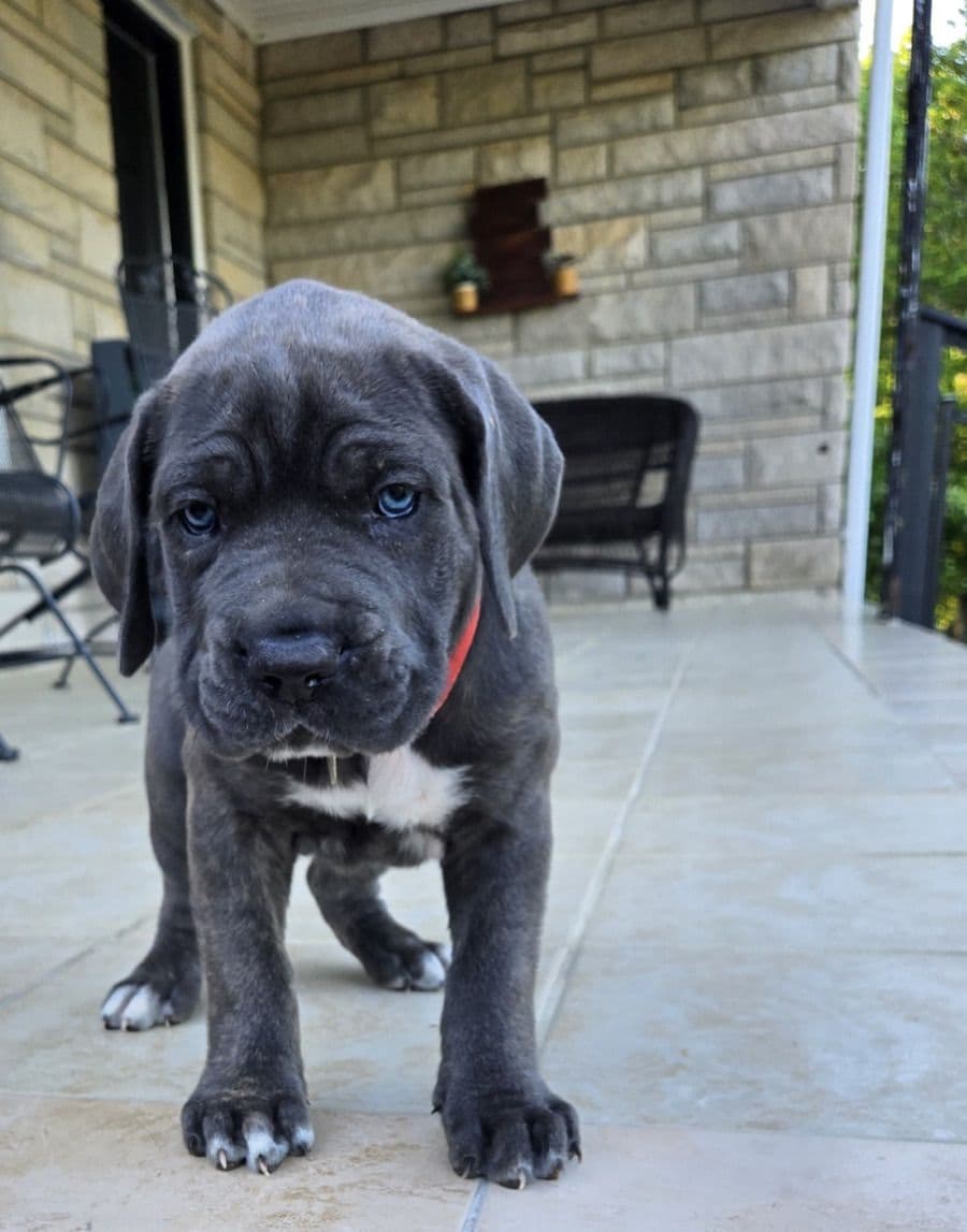 Cane Corso Puppies breeder image 10