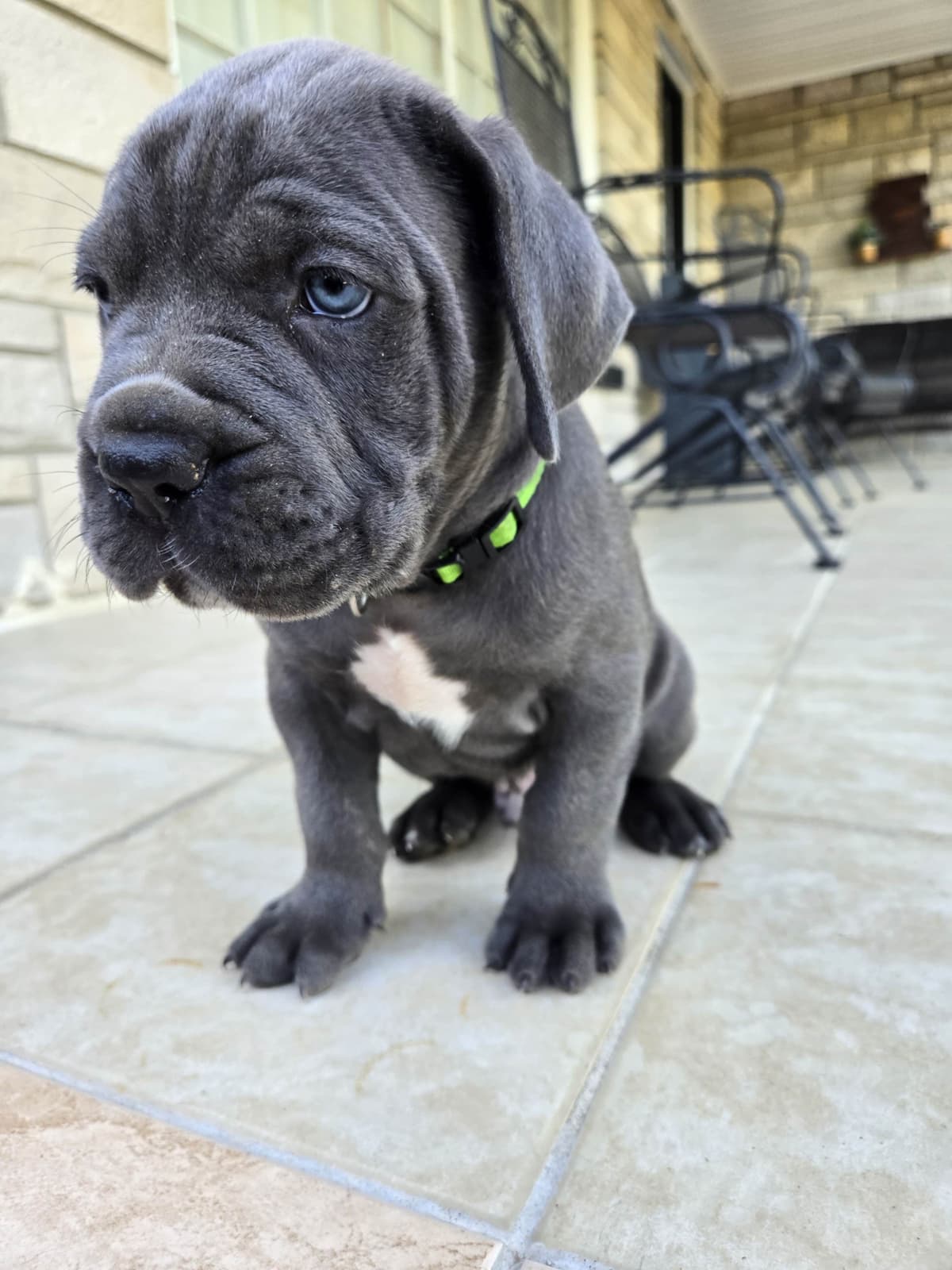 Cane Corso Puppies breeder image 12