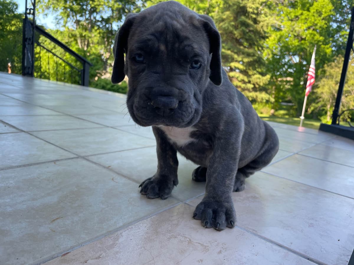 Cane Corso Puppies breeder image 13