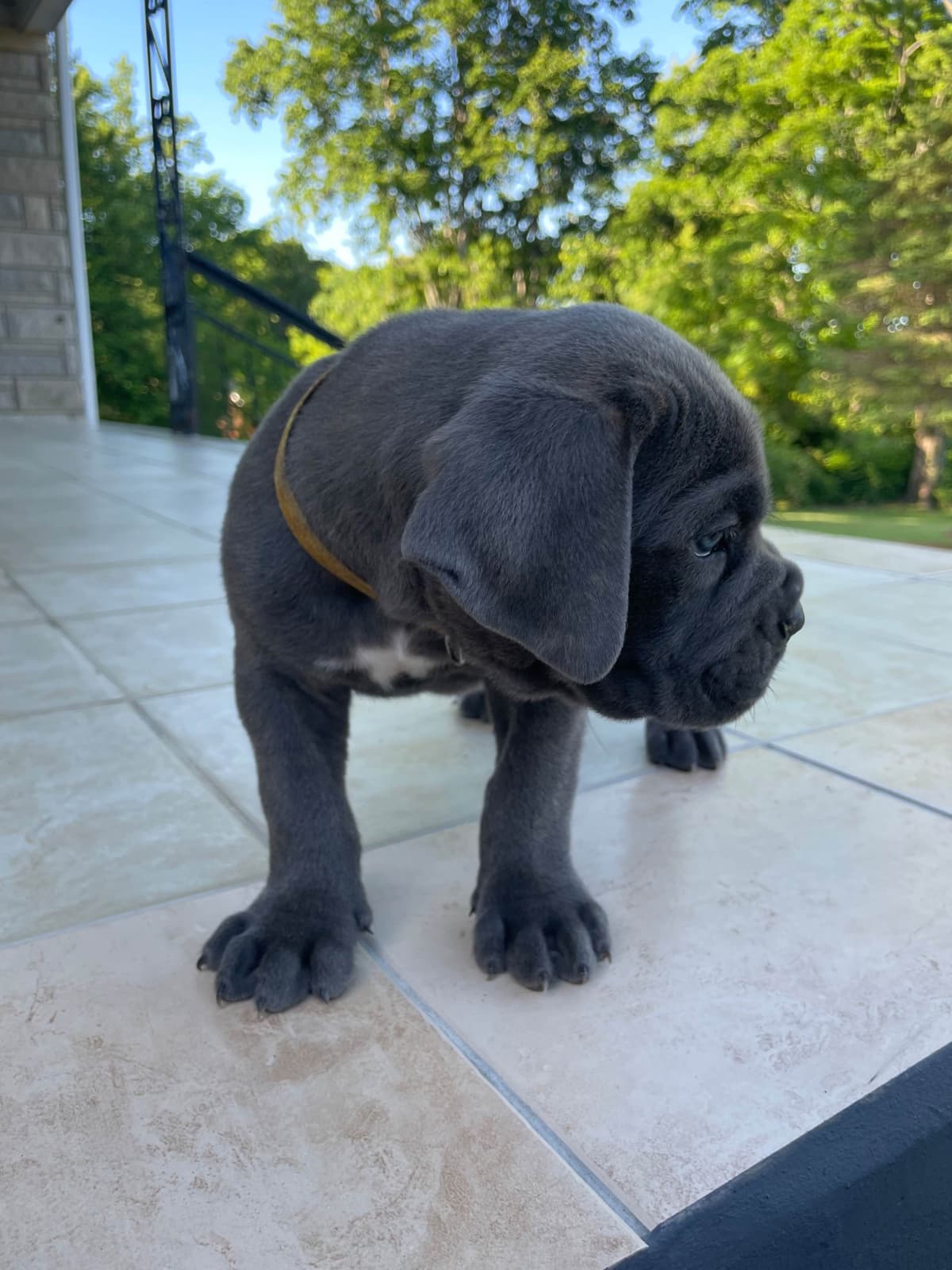 Cane Corso Puppies breeder image 14