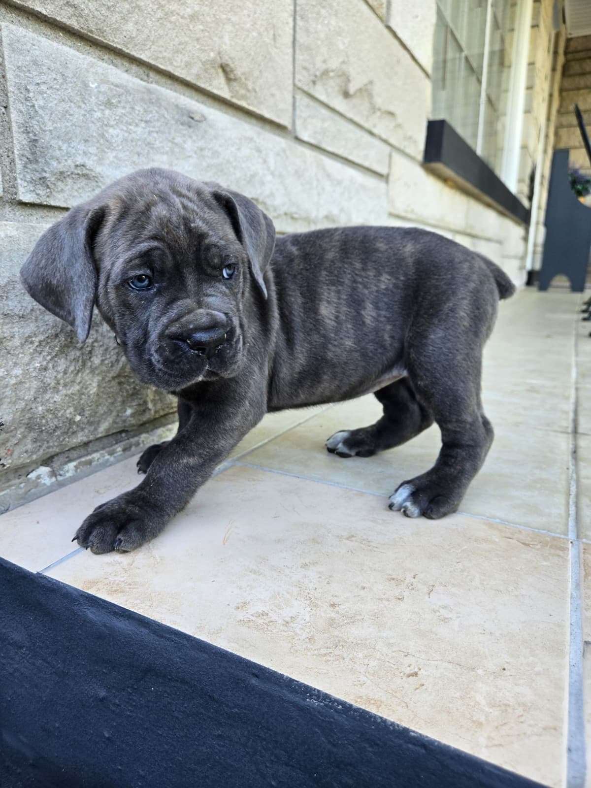 Cane Corso Puppies breeder image 15