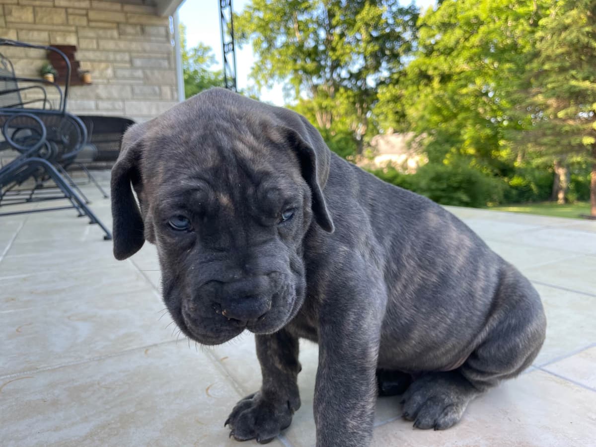 Cane Corso Puppies breeder image 16
