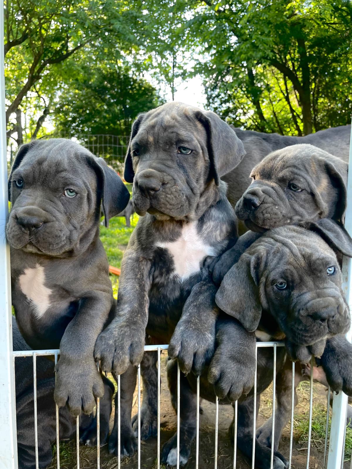 Cane Corso Puppies breeder image 2