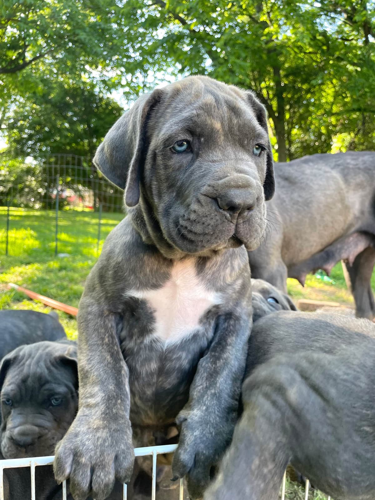 Cane Corso Puppies breeder image 17