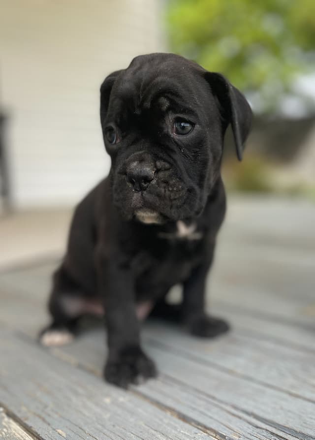 Boxer Puppies media 2