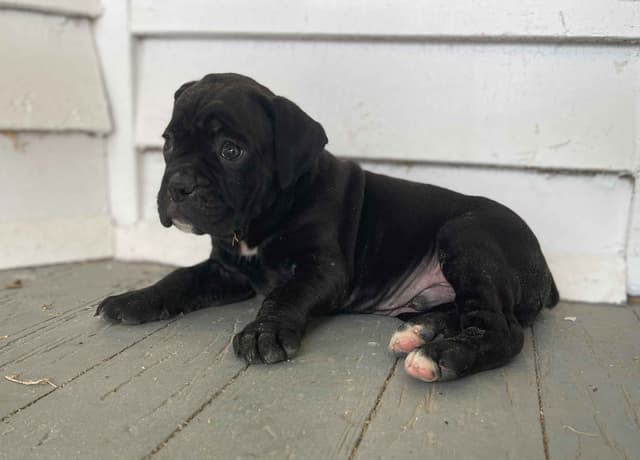 Boxer Puppies media 3