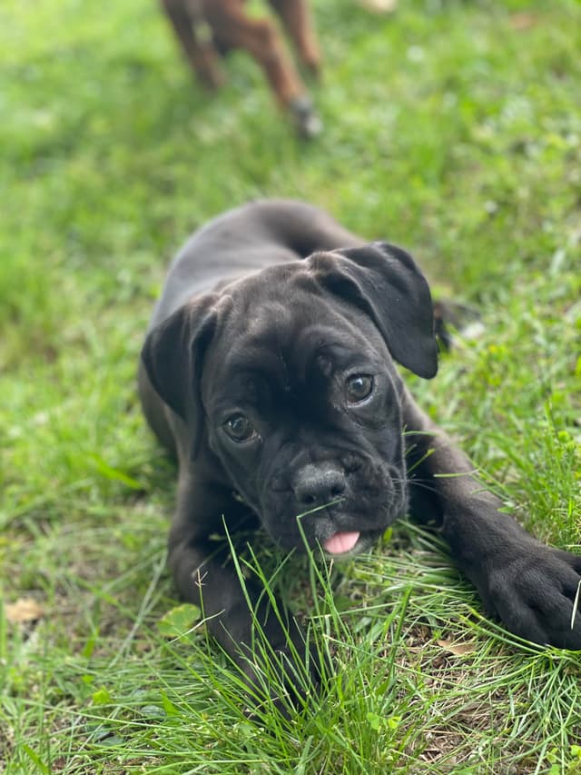 Boxer Puppies media 4