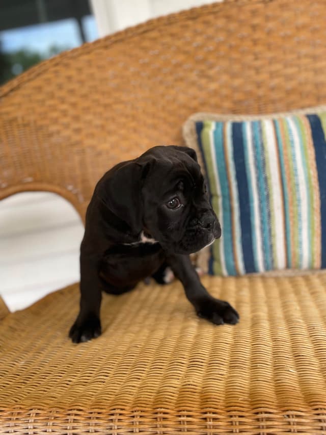 Boxer Puppies media 5