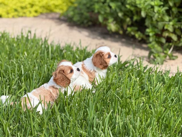 Cavalier King Charles Spaniel Puppies media 2