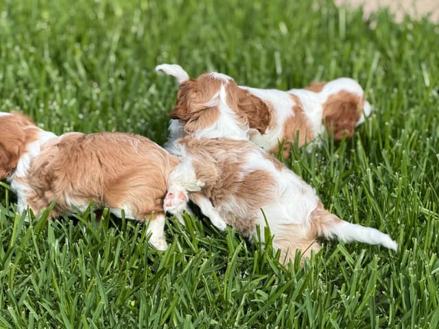 Cavalier King Charles Spaniel Puppies media 3