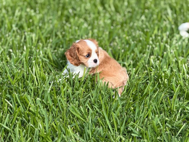 Cavalier King Charles Spaniel Puppies media 6