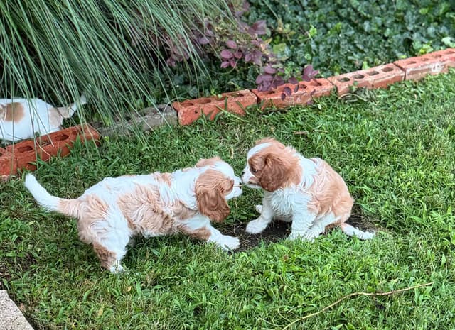 Cavalier King Charles Spaniel Puppies media 4