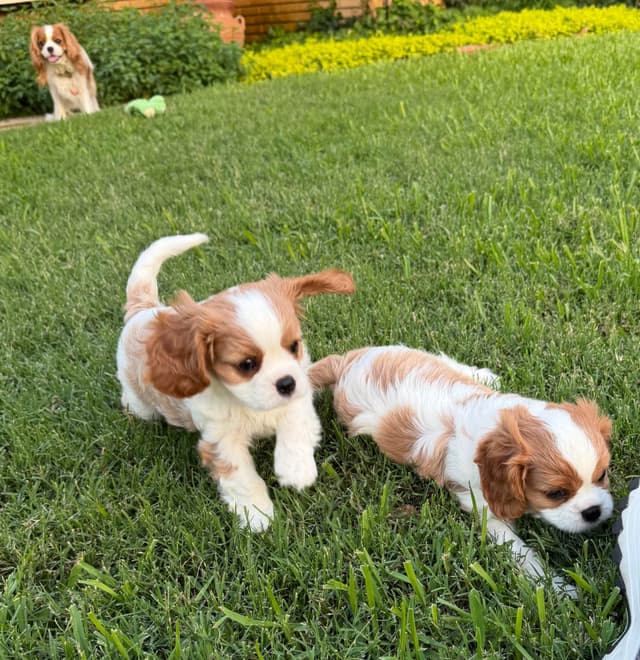 Cavalier King Charles Spaniel Puppies media 5