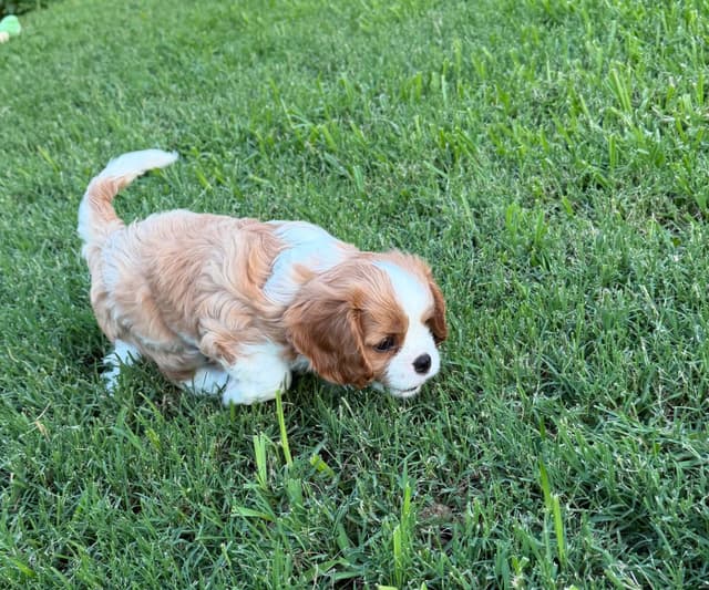 Cavalier King Charles Spaniel Puppies media 8