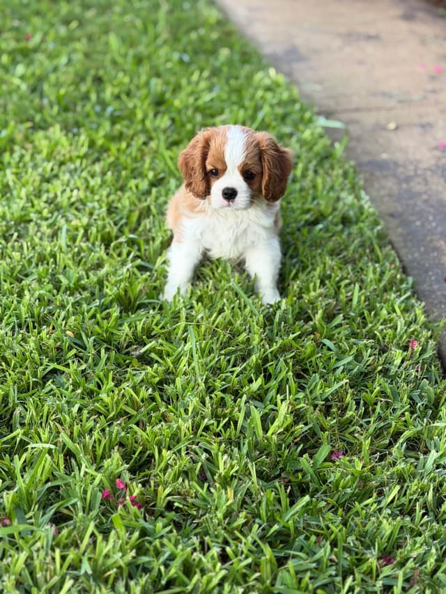 Cavalier King Charles Spaniel Puppies media 9