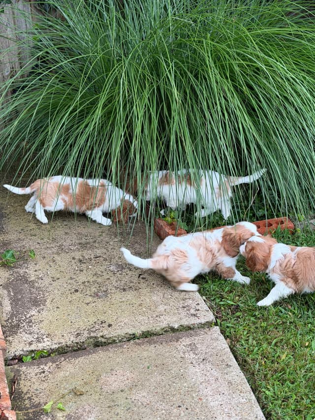 Cavalier King Charles Spaniel Puppies media 10