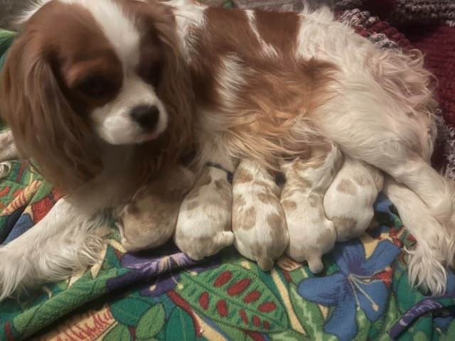 Cavalier King Charles Spaniel Puppies media 12