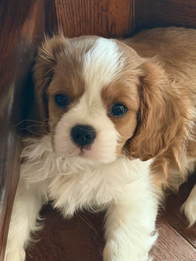 Cavalier King Charles Spaniel Puppies media 13