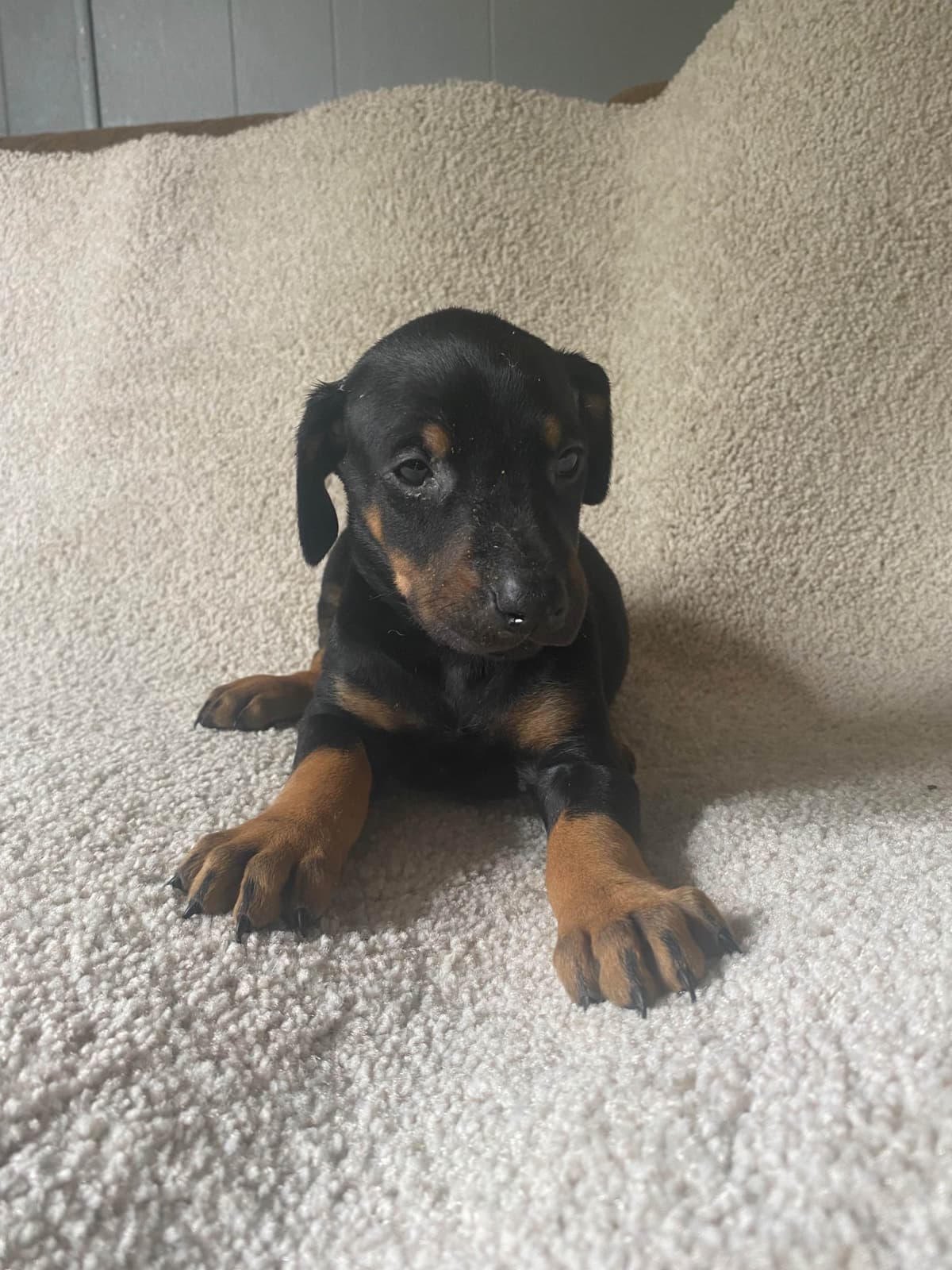 Doberman Pinscher Puppies breeder image 1