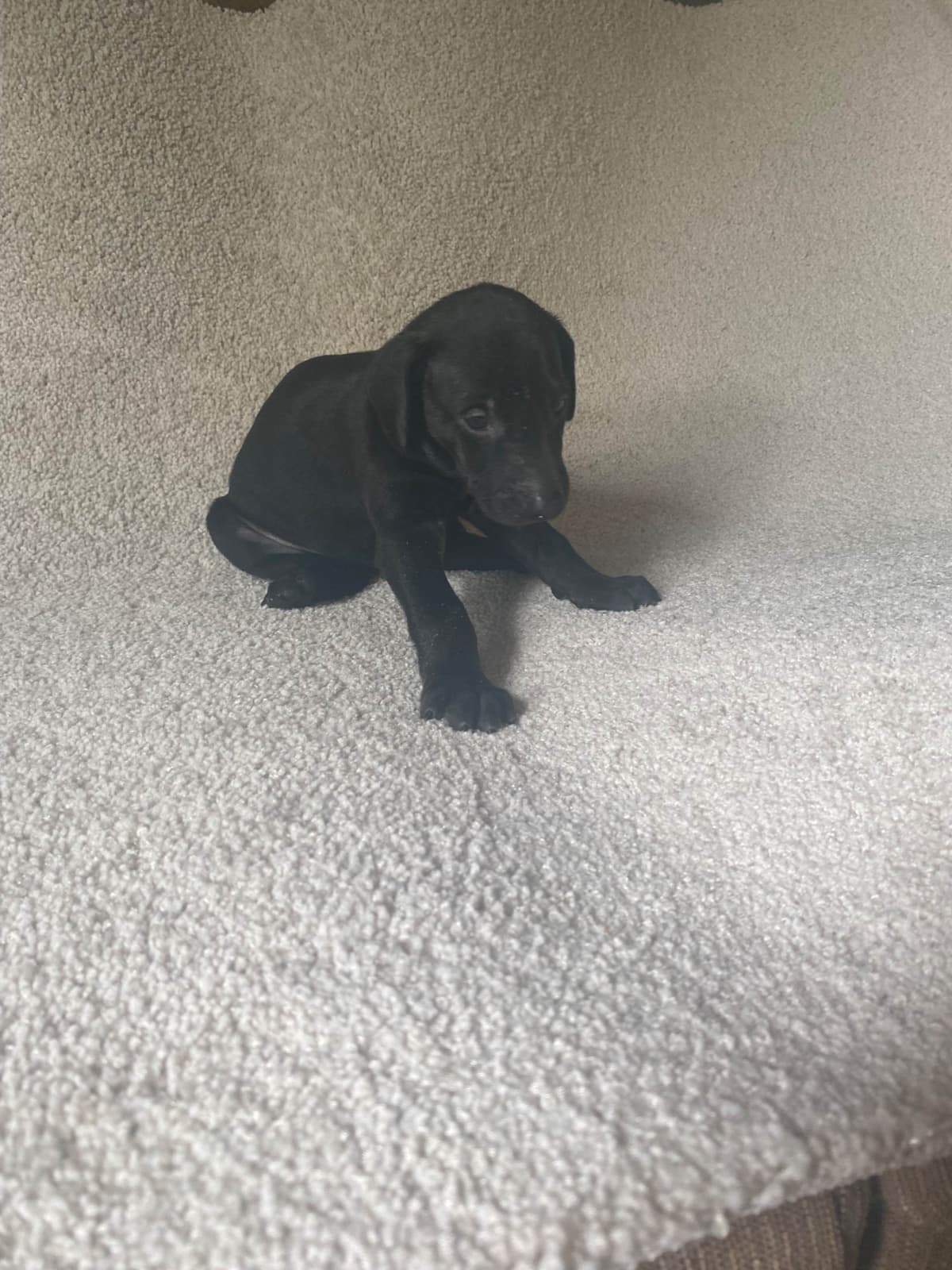 Doberman Pinscher Puppies breeder image 2