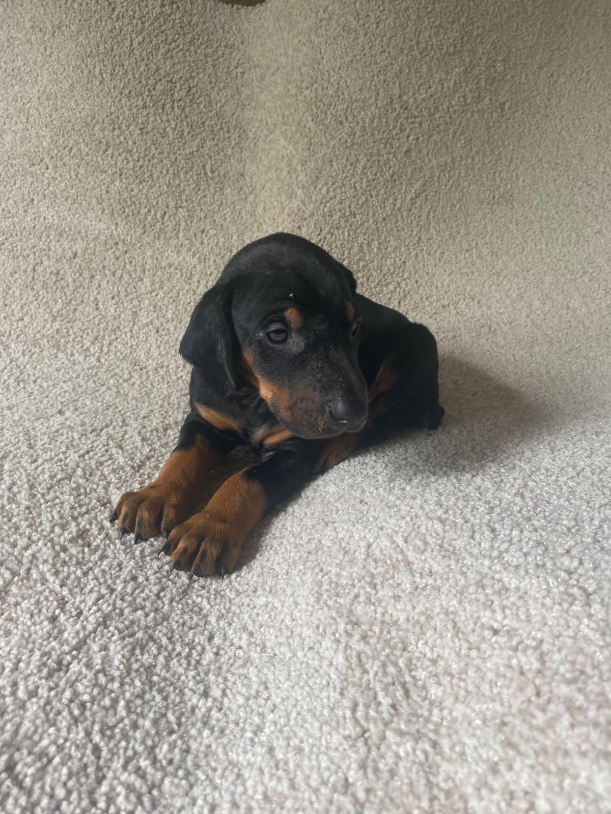 Doberman Pinscher Puppies breeder image 3