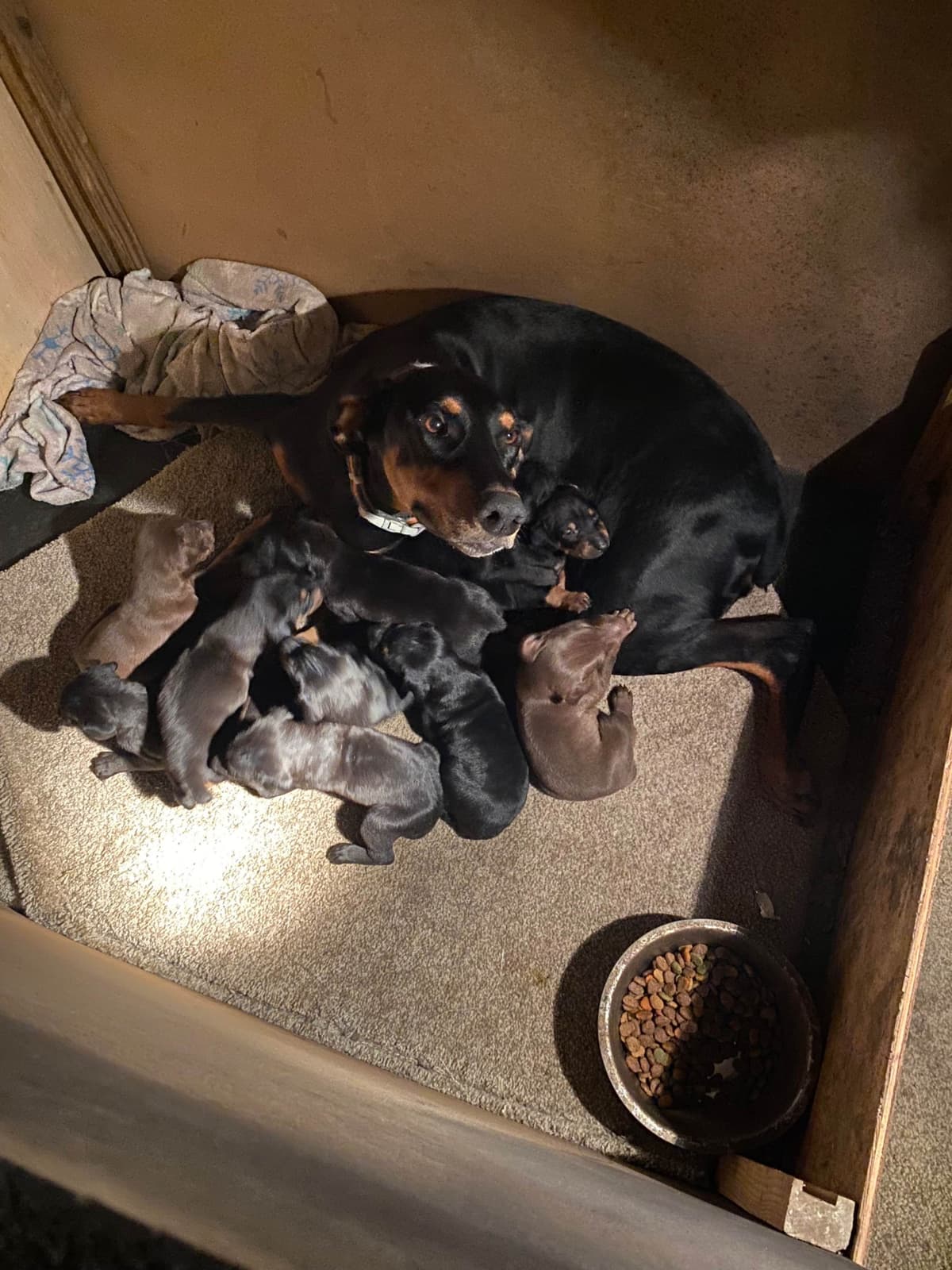 Doberman Pinscher Puppies breeder image 4