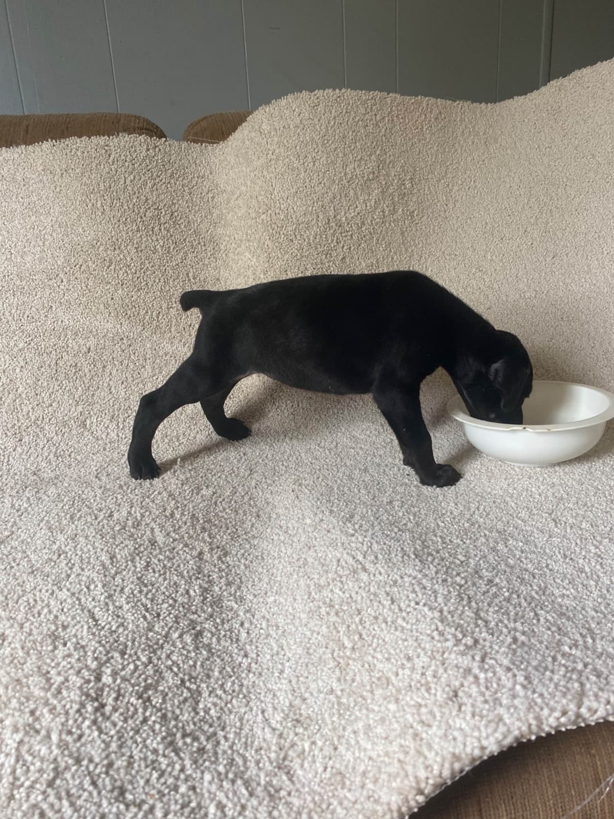 Doberman Pinscher Puppies breeder image 5