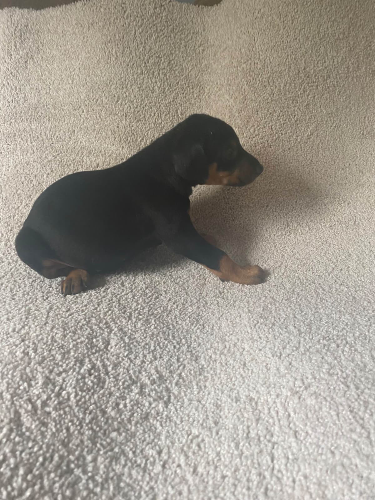 Doberman Pinscher Puppies breeder image 6