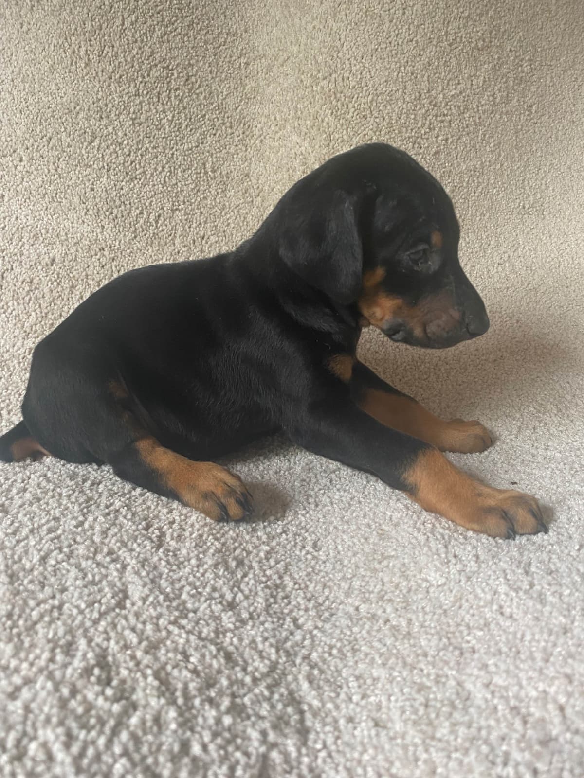 Doberman Pinscher Puppies breeder image 7