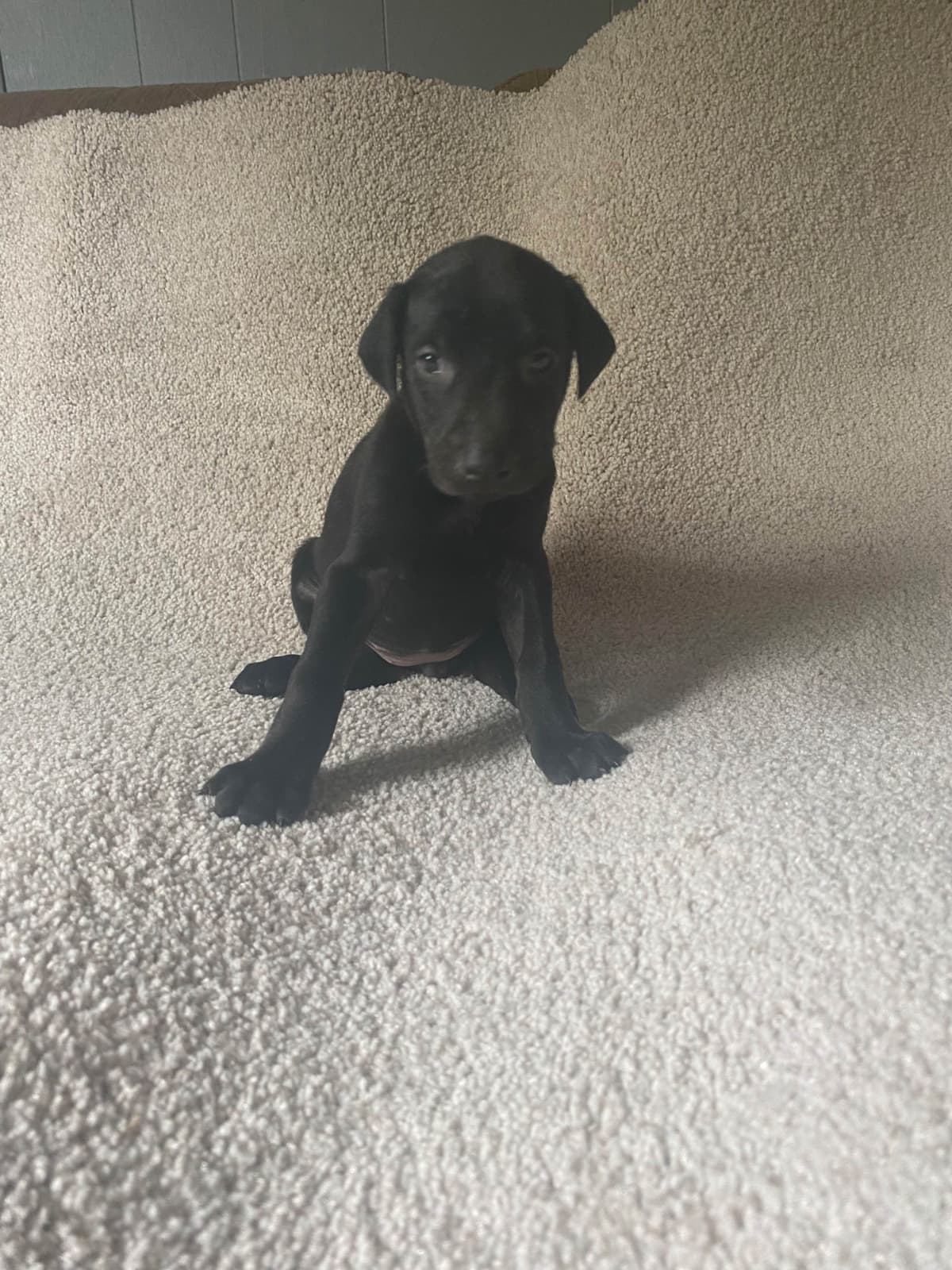 Doberman Pinscher Puppies breeder image 8