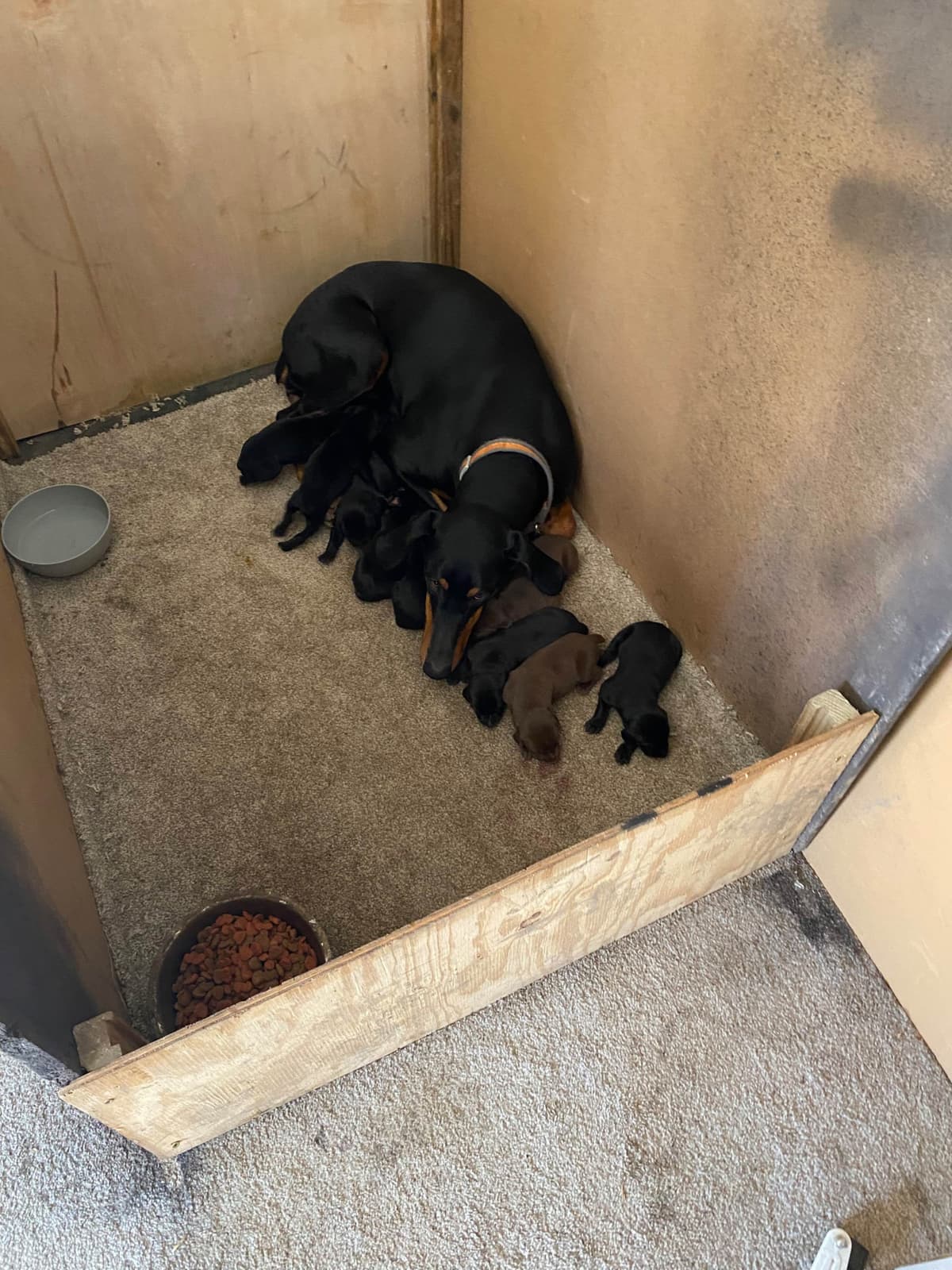 Doberman Pinscher Puppies breeder image 9