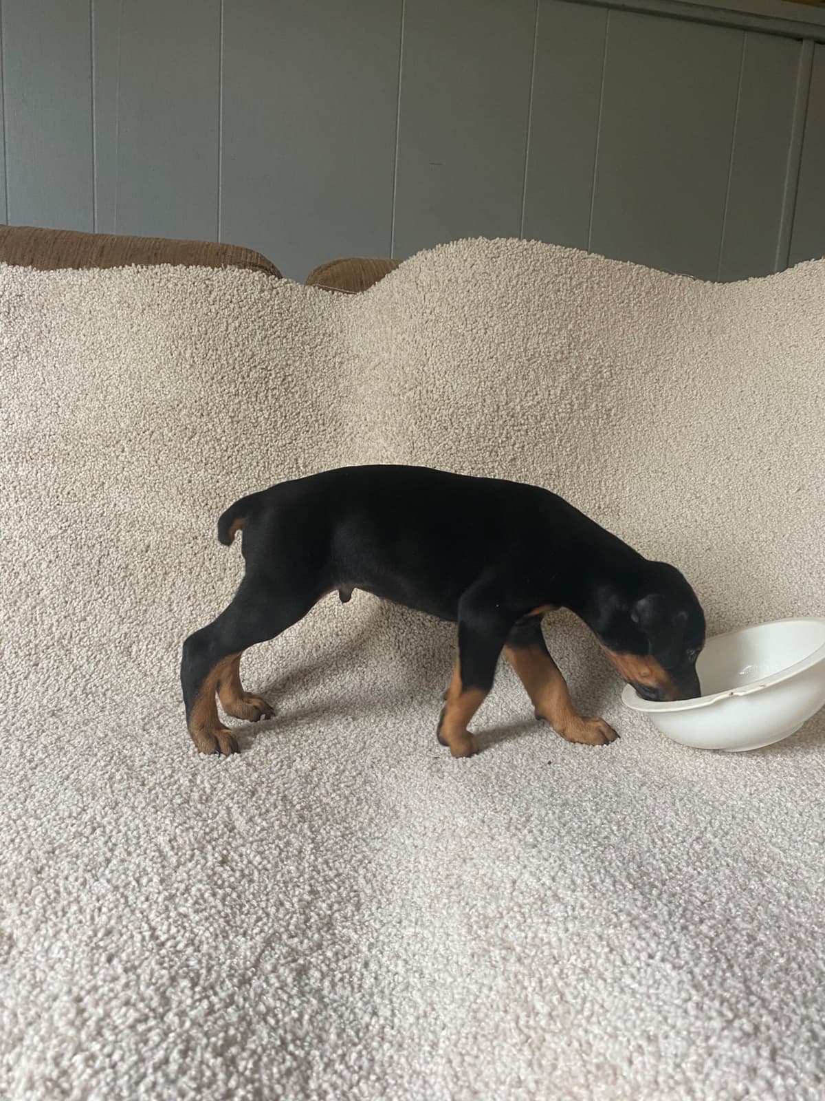 Doberman Pinscher Puppies breeder image 10