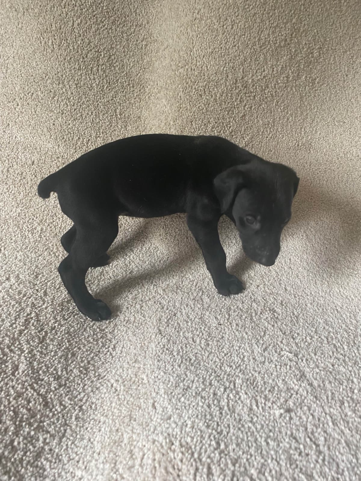 Doberman Pinscher Puppies breeder image 13