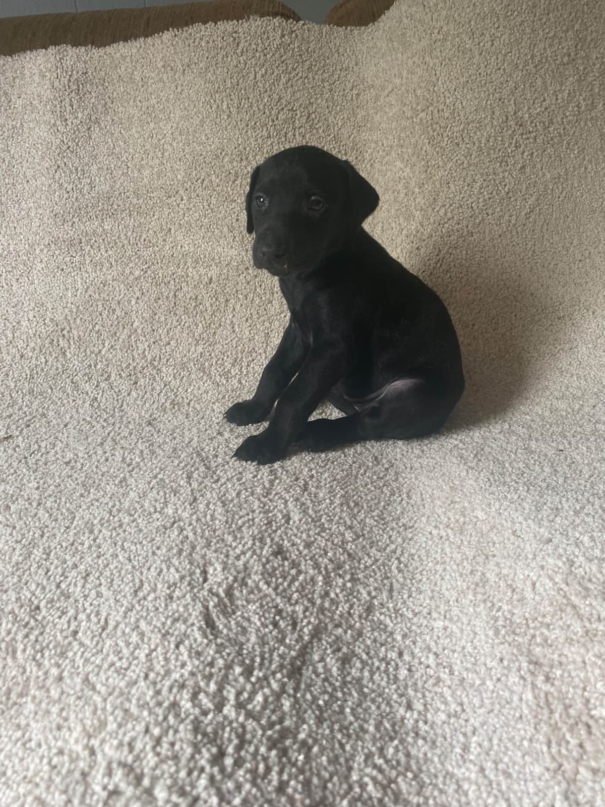Doberman Pinscher Puppies breeder image 14