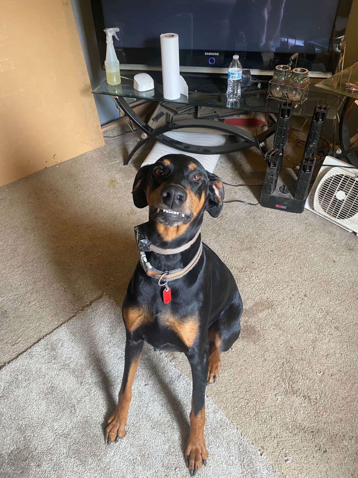 Doberman Pinscher Puppies breeder image 15