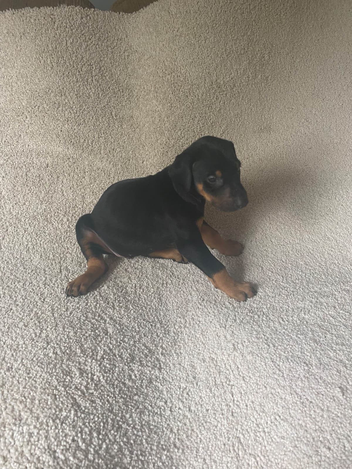 Doberman Pinscher Puppies breeder image 16