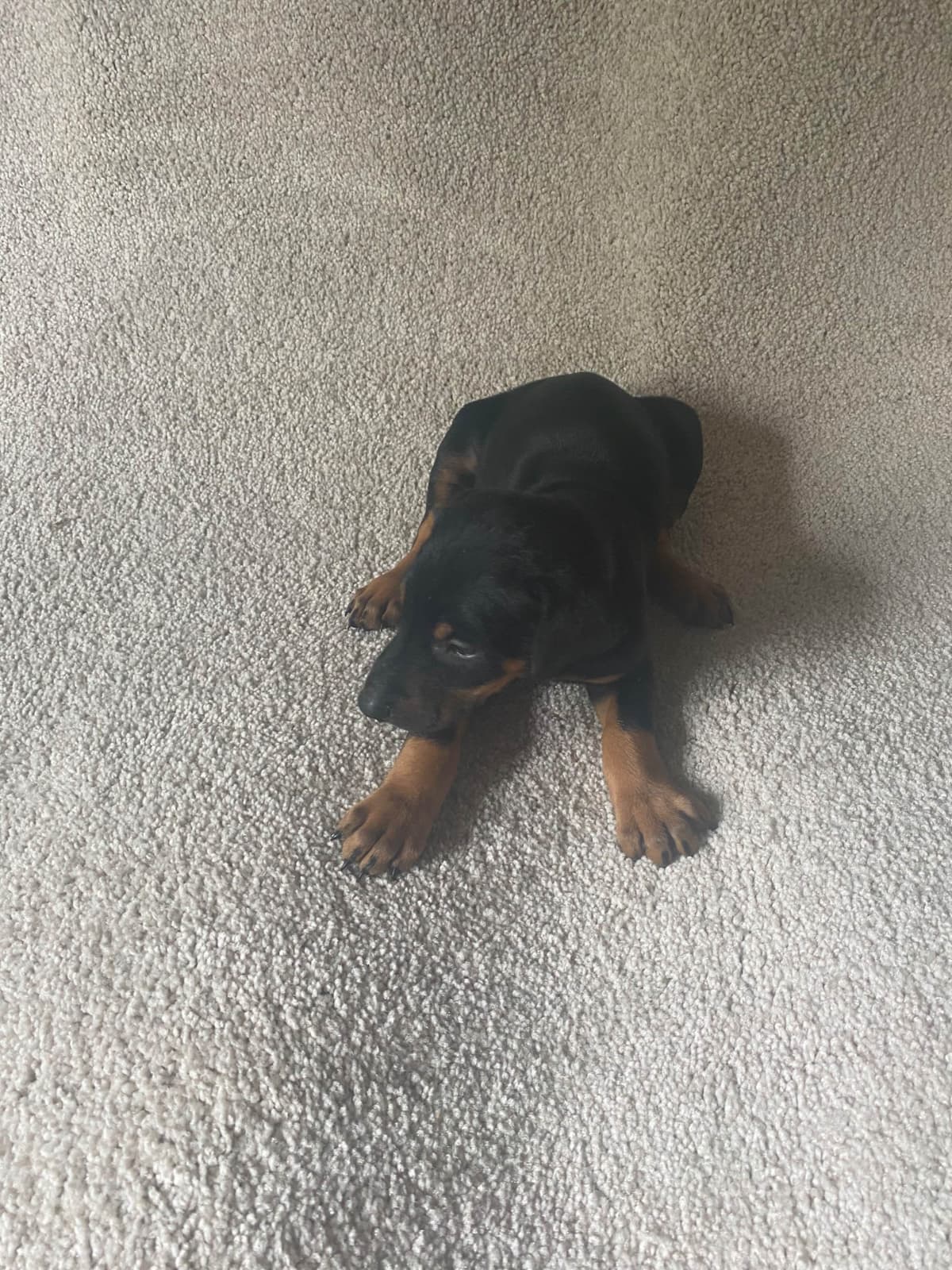 Doberman Pinscher Puppies breeder image 17