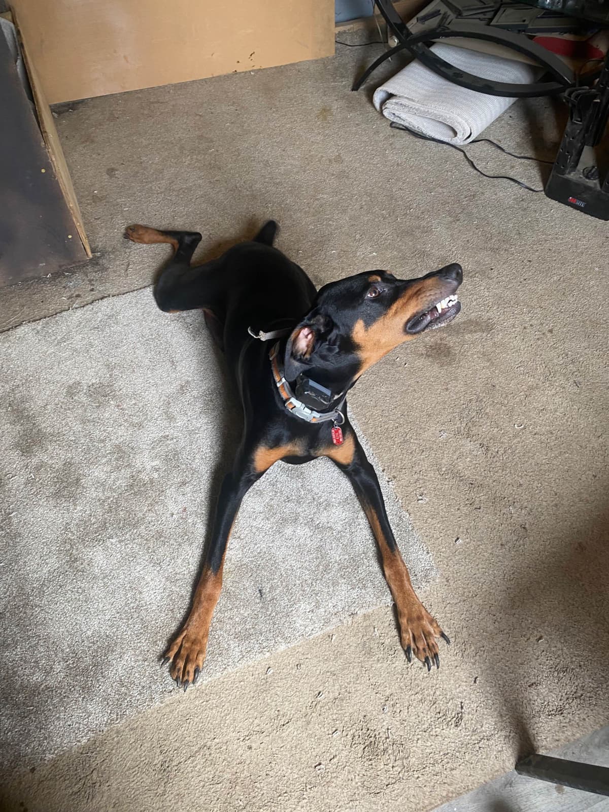Doberman Pinscher Puppies breeder image 18