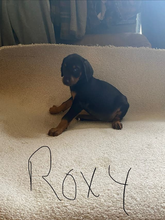Doberman Pinscher Puppies media 2