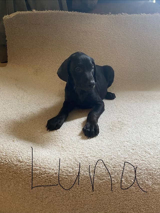 Doberman Pinscher Puppies media 3