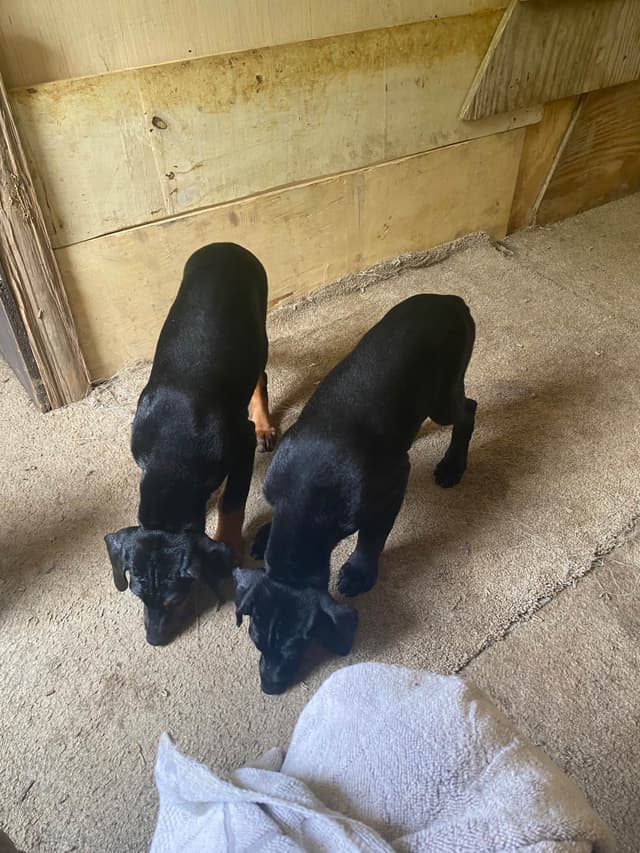 Doberman Pinscher Puppies media 4